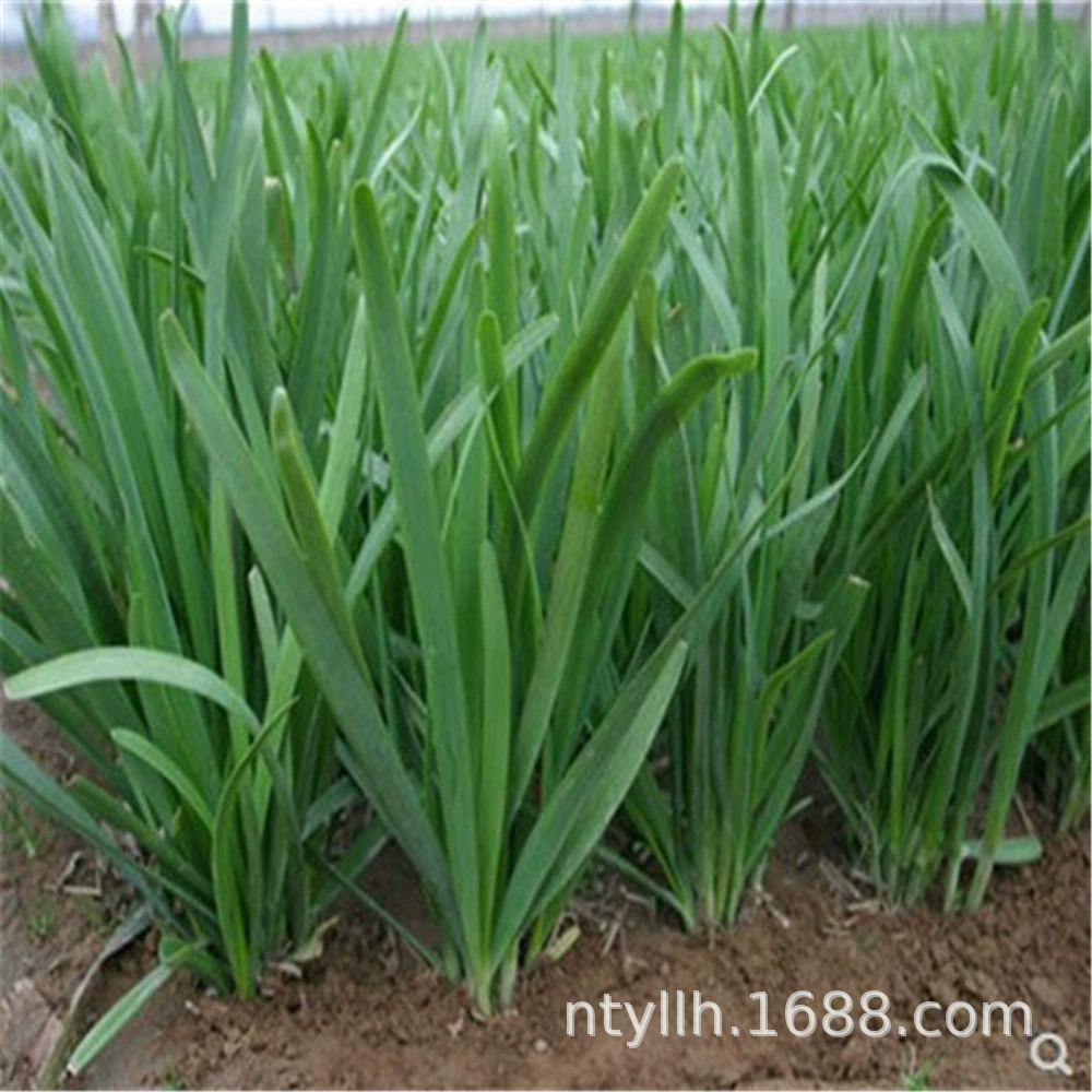 Фиолетовый и корень Порея теперь выкапывать саженцы Порея небольшой мелкий лист ароматный лук-порей красный корень Four Seasons девять овощей Семена луковой головки мелкие саженцы чеснока