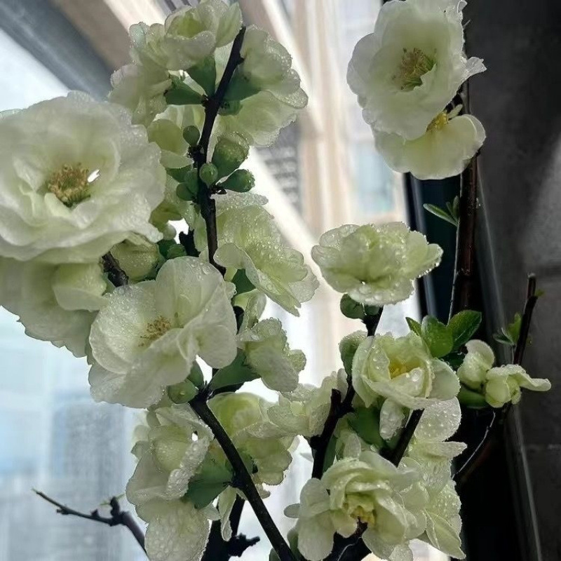 에메랄드 베고니아