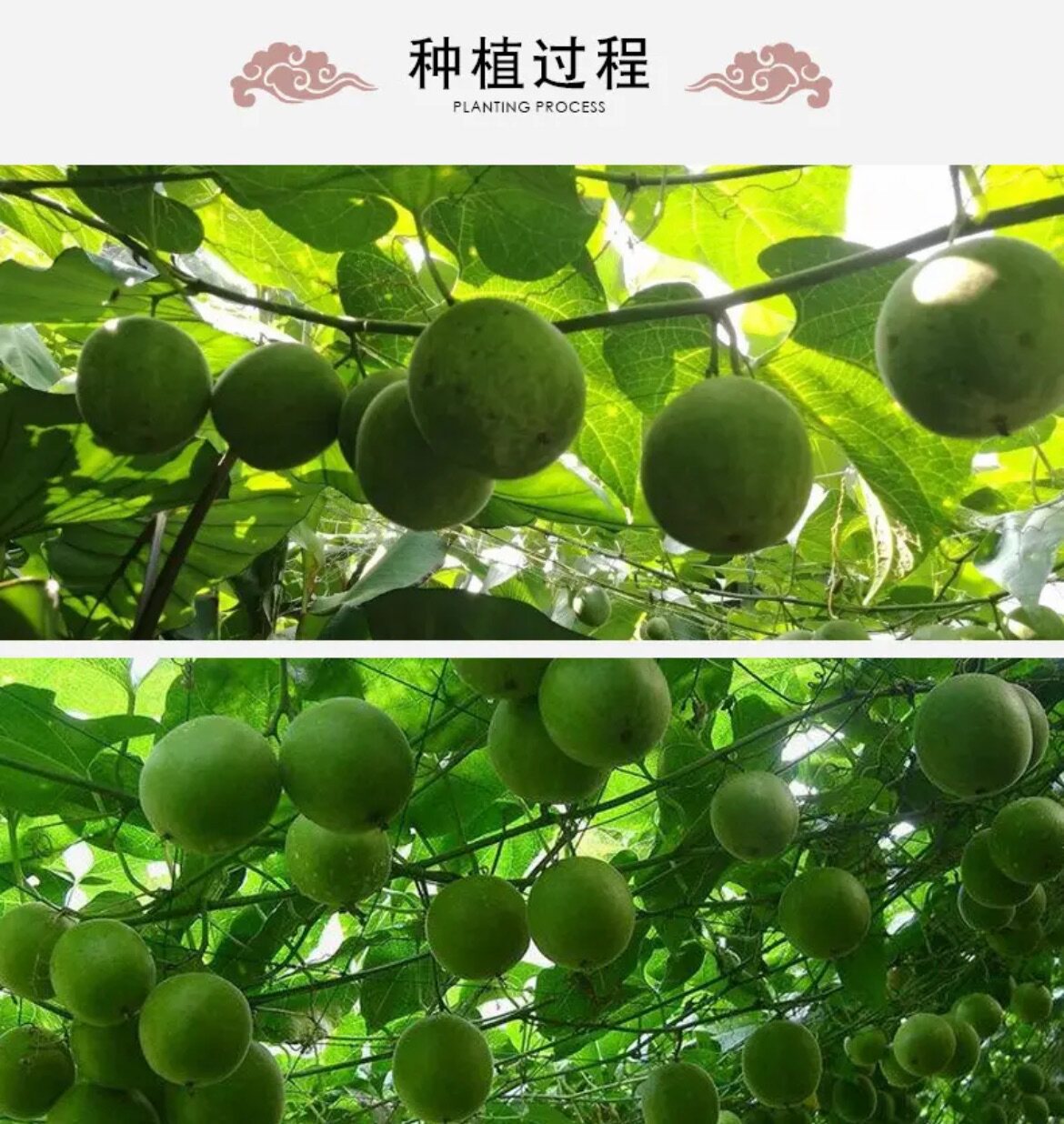 Dried Luo Han Guo Monk Fruit Large Grade Guangxi Guilin Specialty Herbal Tea 30 Pieces 60-63mm key features