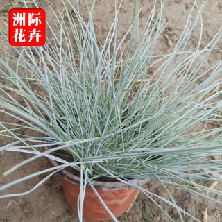 蓝羊茅绿化草坪绿化 耐寒宿根花卉冬季型园林绿化草花 蓝羊毛杯苗
