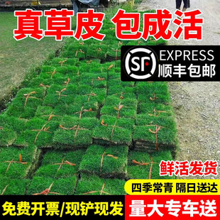 ��Ƥ���ƺ�������e�����@�G���ļ�����X��̨�����R������Ƥ����