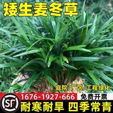 包活矮麦冬草苗日本玉龙草耐寒耐旱别墅庭院小区园林绿化植物带土