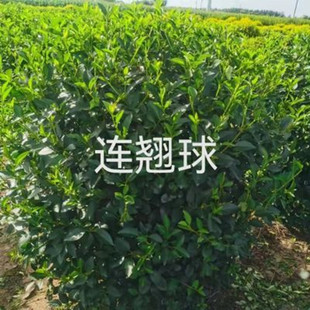 ���Ի��ع����|���B�N�S�ϻ���@�־G�����̹�ľ�� ��·ӭ����