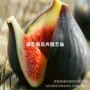 四季特大盆栽紫罗兰无花果苗