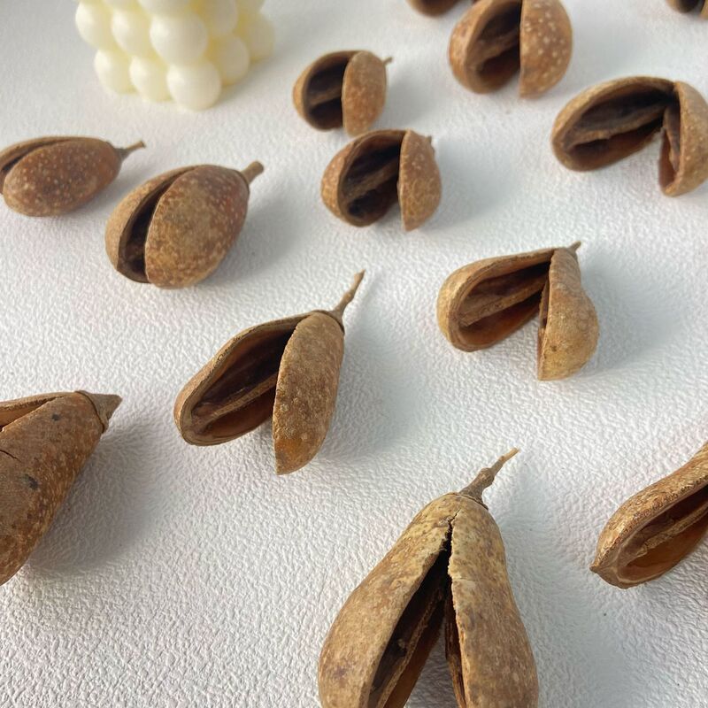 Double-petal pear, double-dried flower branches, pine cones for kindergarten DIY crafts, real dried fruit, bean pod doll accessories Double-petal pear, double-dried flower branches, pine cones for kindergarten DIY crafts, real dried fruit, bean pod doll accessories