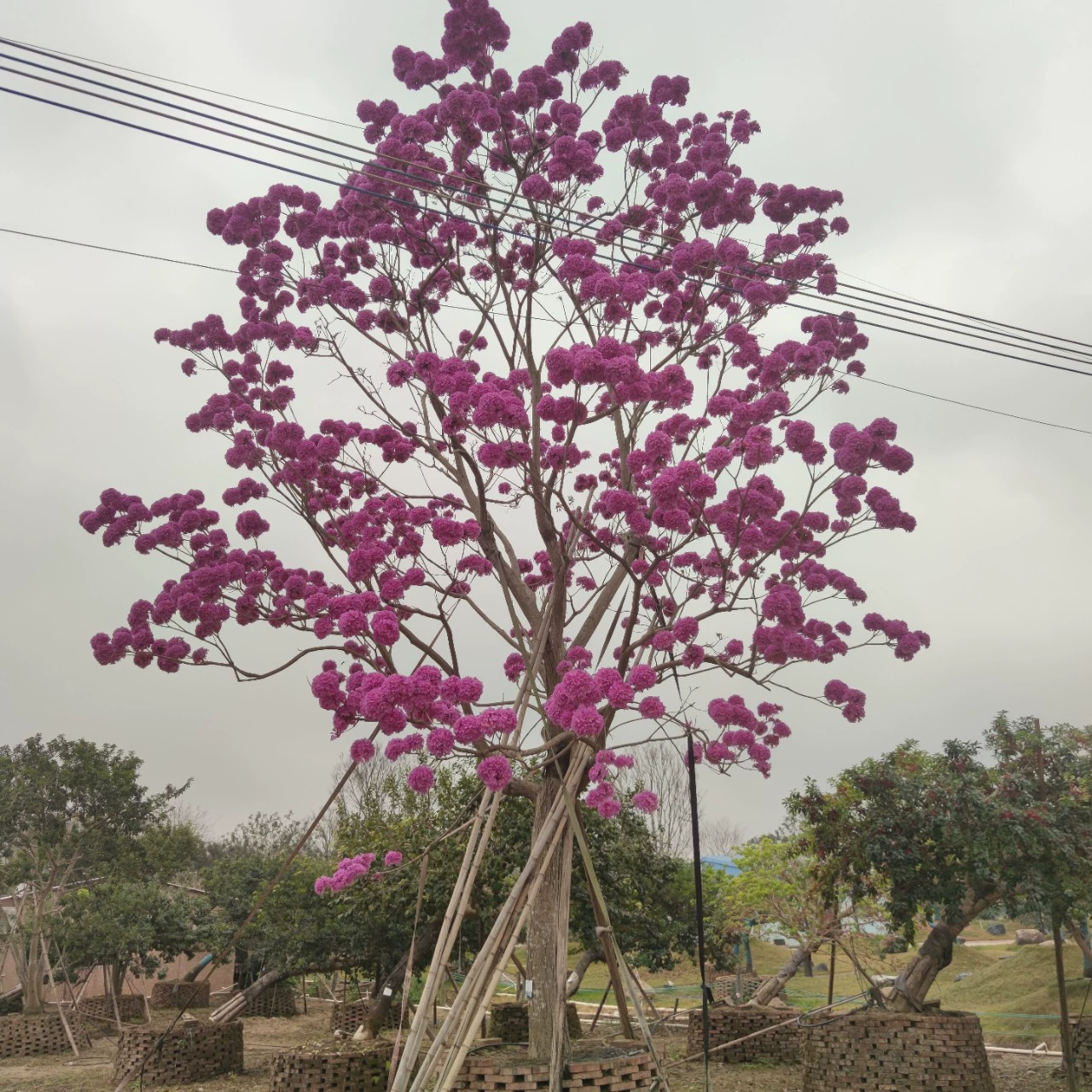 230109 Поставка бутик гортензии Фиолетовый цветок Suzuki дерево маленькое 23 см