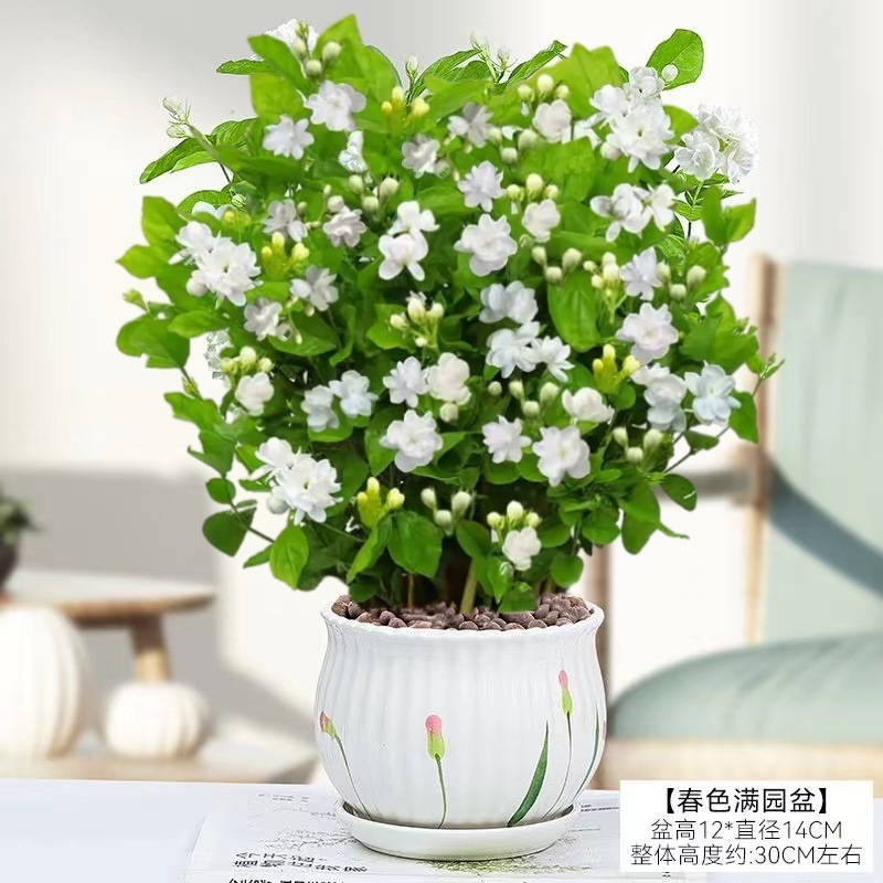 [hot selling] 10 selected jasmine seedlings (large tulip ceramic pot) with free nutritional fertilizer