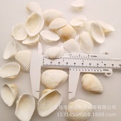 天然貝巻貝白貝ジュエリー衣類アクセサリー材料 DIY ストロー 2-4 センチメートル