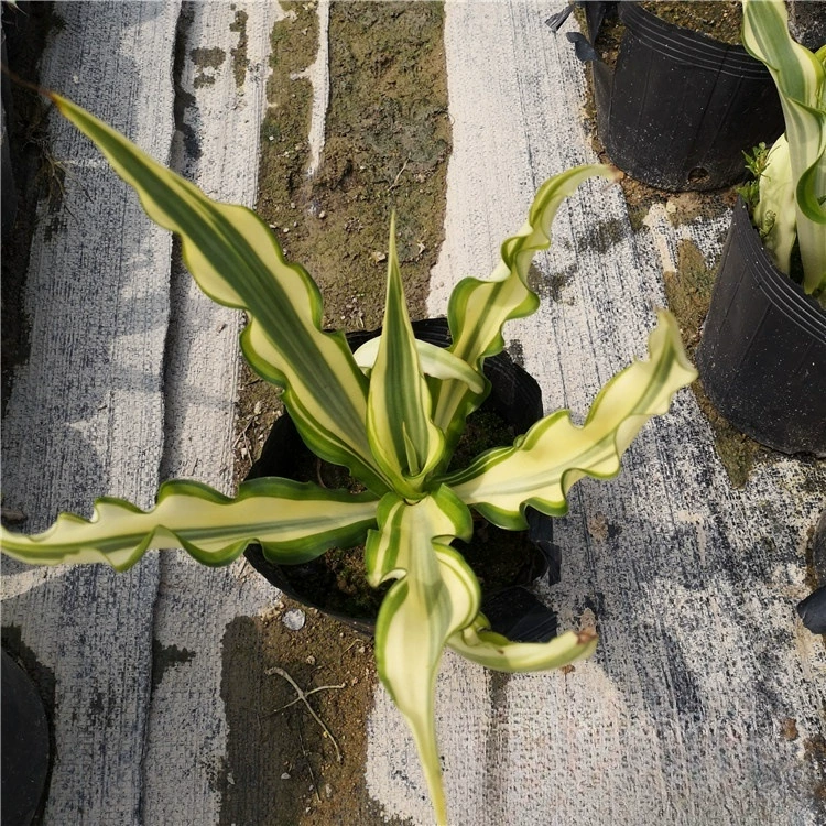 Детские оптом рассада агавы конопли Wannian Орхидея озеленение саженцы Дворовые растения