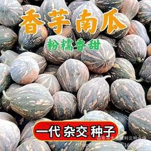 正宗香芋南瓜种子新品种粉糯浓香型四季种甜面大南瓜品种大全金瓜