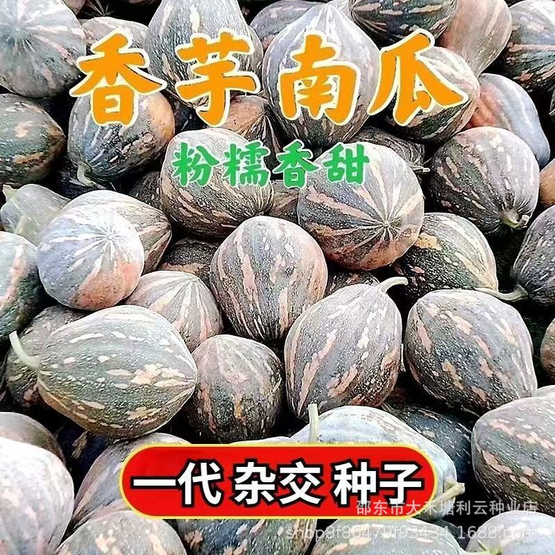 正宗香芋南瓜种子新品种粉糯浓香型四季种甜面大南瓜品种大全金瓜
