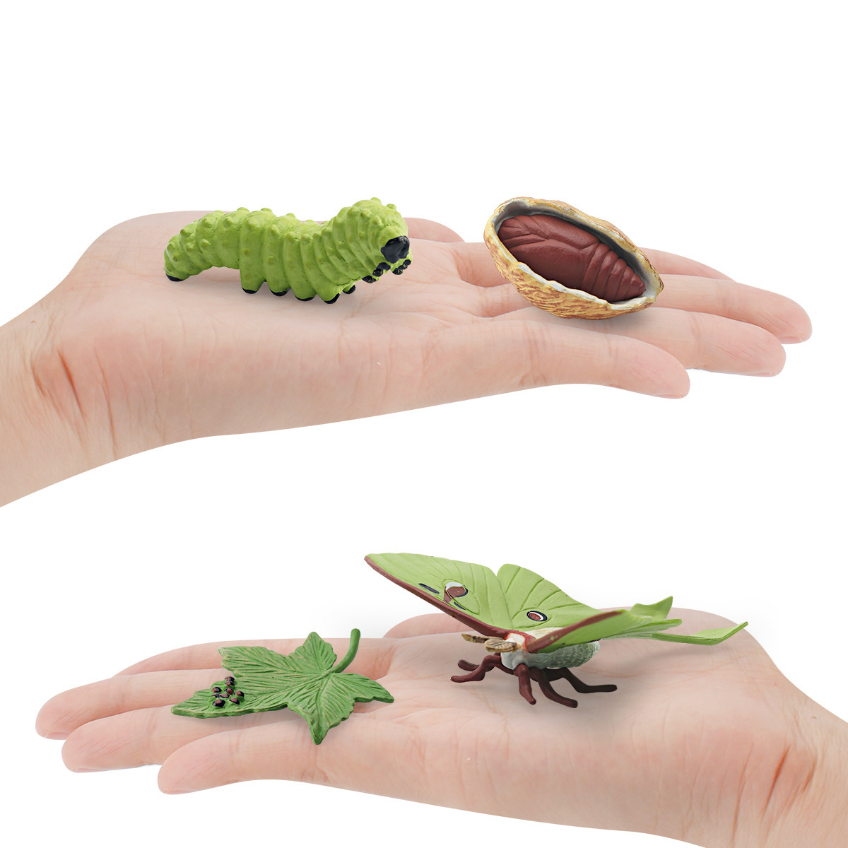 Simulación transfronteriza insecto animal Luna polilla modelo de ciclo de crecimiento cola larga gusano de seda polilla agua clara polilla proceso de crecimiento adornos