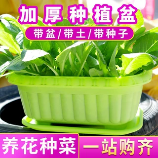 种菜盆土培蔬菜种植盆阳台种菜花盆小葱油麦菜鸡毛菜香菜绿植盆栽