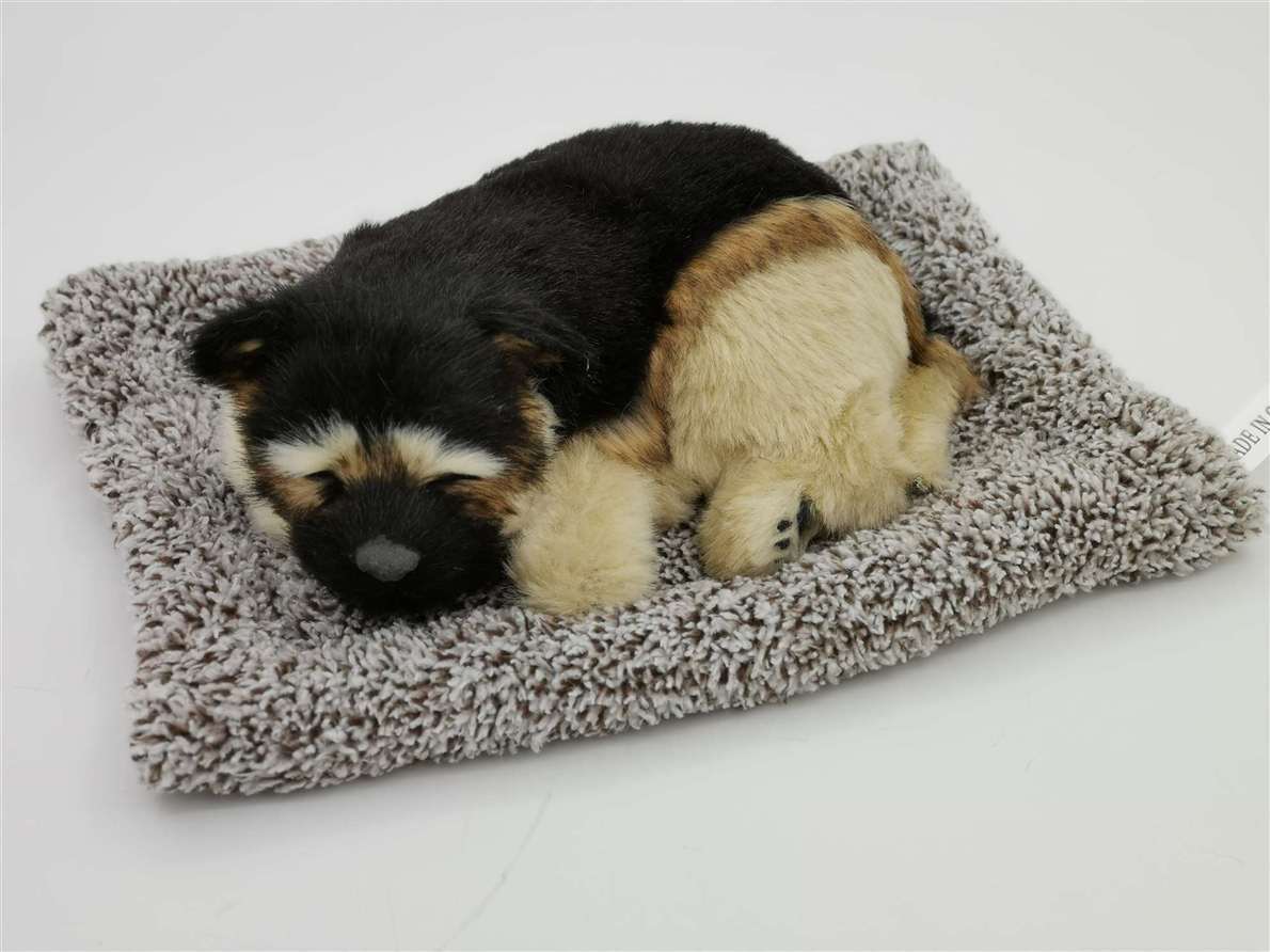 El gran pastor alemán envía a los cabellos de lana