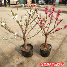 ̾Gľذһ辰Ҙֲ^pһ