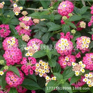 Five-Color Plum Seeds, Lantana Seeds, Indoor Potted Plants, Balcony Courtyard Aromatic Vanilla Plants, Ornamental Flower Seeds