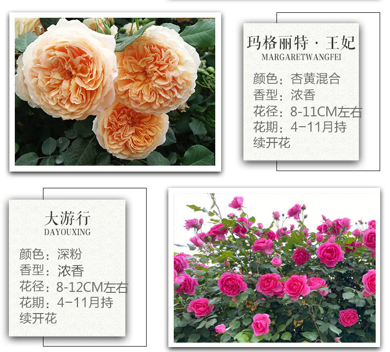 /O1CN0125kBGe1yF2U4AGEEi_!!2219512176548-0-cib.jpg