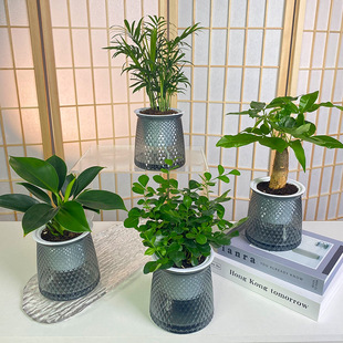 [Four-Piece Set] Coconut Gold Diamond Money Tree Asparagus Nine-Mile Fragrant Gardenia Potted Tabletop Green Plant Wholesale