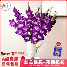 【剑兰】云南基地直发 唐菖蒲北欧风装饰 礼品办公室 摆设鲜切花