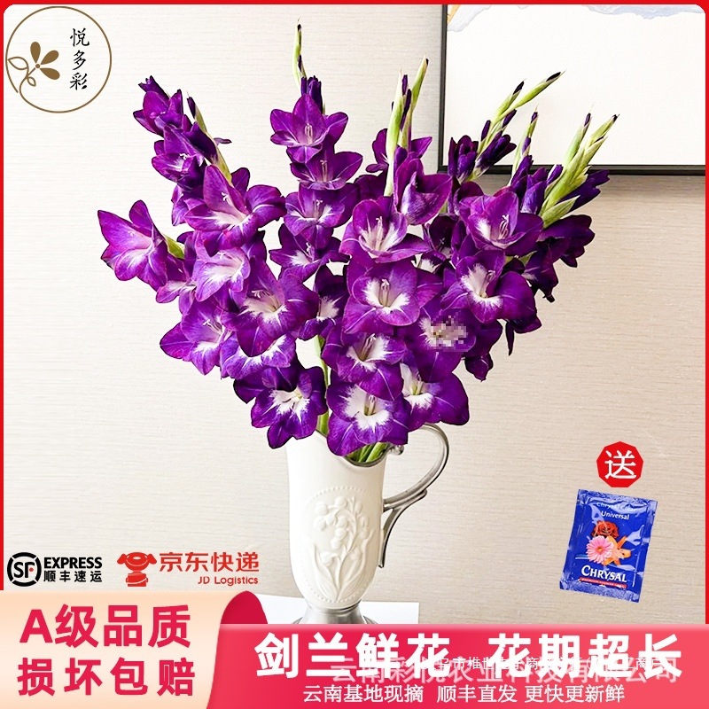 【剑兰】云南基地直发 唐菖蒲北欧风装饰 礼品办公室 摆设鲜切花