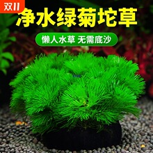 �G�մ���ݸ�ˮ��ֲ���~���쾰ˮ��������ˮ��Ժ�������