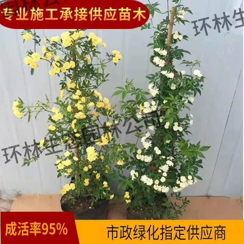 Цин Му Сян цветок рассада вьющиеся растения вьющиеся зеленые растения цветок винограда Qilixiang год цветения оптом