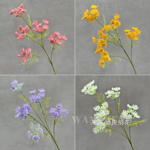 �Gɫ�ٽz���S�� 5�^�ٽz�� �Gɫ������·����Y�����bٻ����l