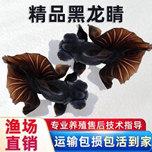 ���~���w�^�p�~���wС���~��ˮ�~�������t�������~��С�д��ͽ��~