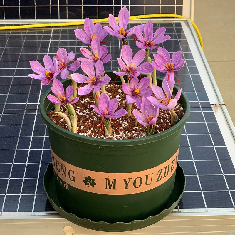 Цветение семян крокуса шафрана Декоративная рассада крокуса шафрана Посадка холодоустойчивых цветов в горшке в четыре сезона