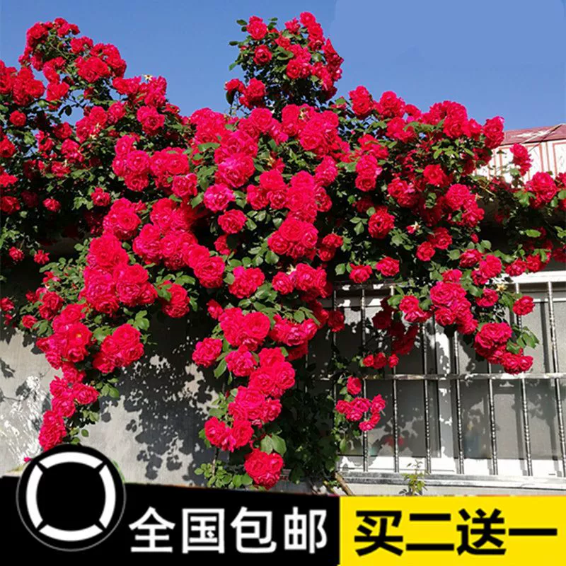 Виноградная лоза Цветок розы Рассада Двор Сад Морозостойкий Цветок розы Четыре сезона Луна Красная альпинистская лоза Аромат рассады цветов розы