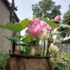 Four seasons pond large lotus seed seedlings seedlings water -raising potted lotus pond lotus root seed seedlings