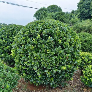 ���Ϲ�����ɭŮؑ�� �GֲͥԺ�G��������ľ�ļ����G���ϻ��،���