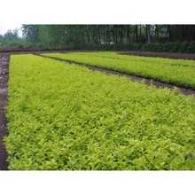 ���~Ůؑ����С�~Ůؑ�ͺ������~��߅�S��G���@��ͥԺ�h�ʹ�����