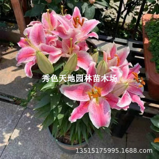 Perfume Lily Bulbs Are Easy to Grow and Live in All Seasons. Potted Indoor Flower Plants Are Fragrant Lily Bulbs