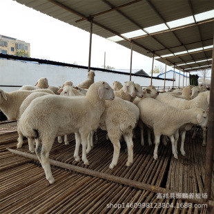 �����B�������ɽ�� ��ɽ�� ��ɽ�� Сβ�������