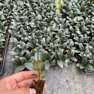 �k���Ӽ��^�~�Gֲ��Ƥ�źڽ�������Ȥζ�@�־G����ˮ���͔[�l؛��