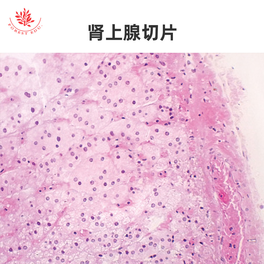 5 内分泌系统显微玻片
