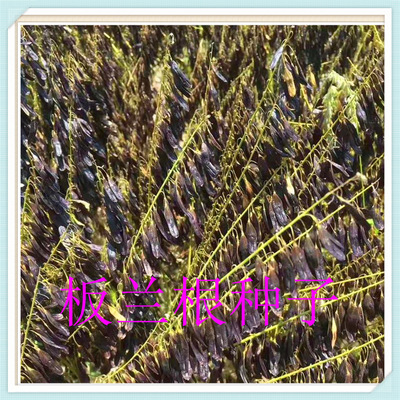 Chinese herbal medicines seed Free of charge supply Cooperative Farm A forest farm Orchard Cooperation plant Fruit tree Woodland Green Tree