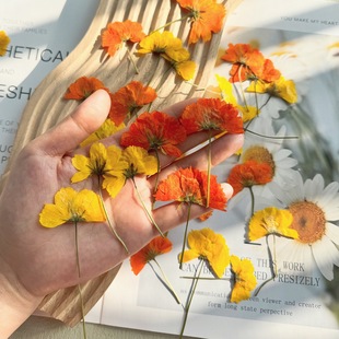 Side Pressed Sulfur Chrysanthemum with Branches Dried Flowers Embossed DIY Handmade Photo Frame Flower Bookmark Nail Art Face Decoration Material Bag