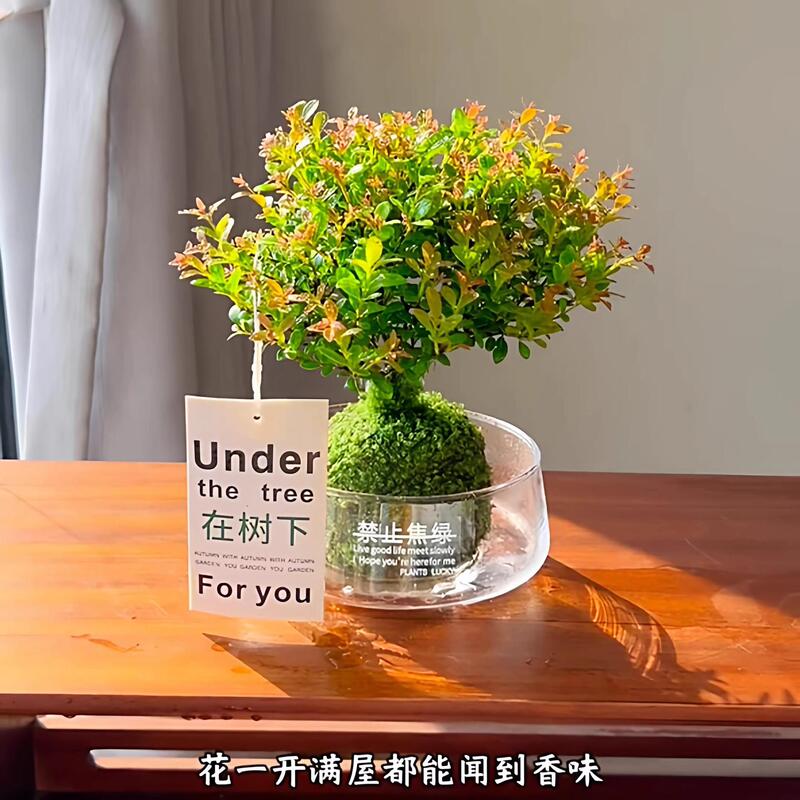 Hydroponic Small-Leaf Red Nanmu Plant Bonsai for Balcony, Living Room, Easy-To-Care-For Green Plant for Indoor Office, Water-Cultivated Small Potted Plant
