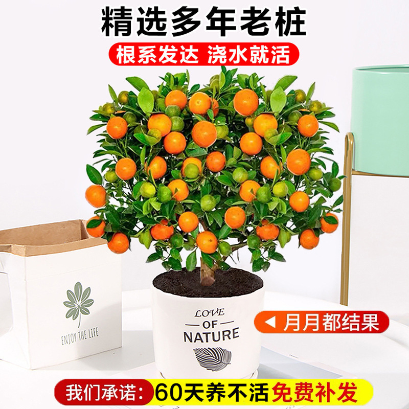 Four-Season Kumquat Sapling Potted Plant with Fruit Indoor Easy-To-Grow Flower Living Room New Year Small Orange Tree Fortune-Attracting Bonsai