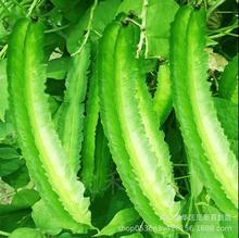 四棱豆种子植物苗 豆角四角豆种籽阳台蔬菜四棱豆种孑豆香草种子