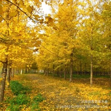 Գ NҎy ̾GyӘ ҎRȫ  󃞻