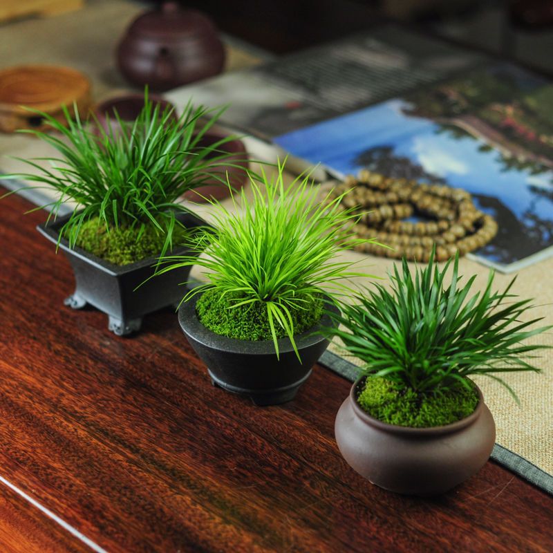 Calamus Potted Purple Sand Flower Pot Bonsai Golden Tiger Whisker Seedlings Indoor Chinese Style Zen Green Plant Miniature