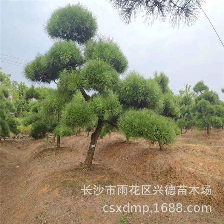 Оптовая продажа черной сосны, тщательно отобранные высококачественные саженцы черной сосны, вечнозеленые деревья, тщательно выращенные, по разумным ценам