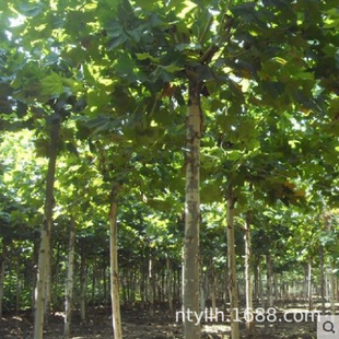 ������ͩ�������ͥԺ�L�����е��@�־G����ľ�Ϸ��Nֲ��ͩ��ͩ