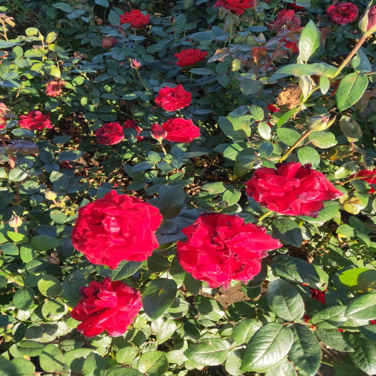 Крупноквашечный рубин, анемон, диантус, ализма, многолетнее растение, крупноквашечная роза, немецкая ириска, золотая кукольная ириска.