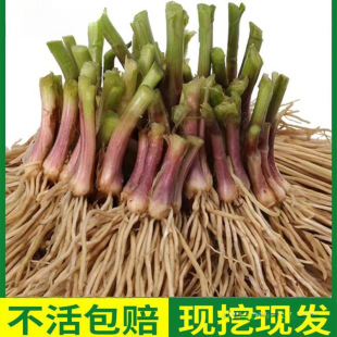 ²˸NʳwŲ߲҃˿ʳԻϸ