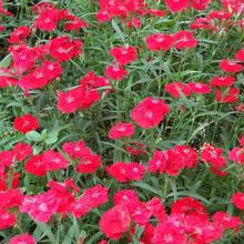 ���l����ʯ��ݻ������͟��҃���ͥԺ�̨����ʯ�񻨷N��