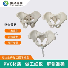 医药教学器材;教学演示用品